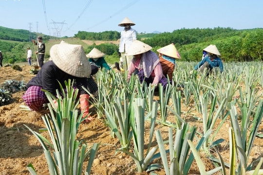 Thí điểm mô hình trồng dứa giúp đồng bào Hrê ở Sơn Hạ phát triển kinh tế