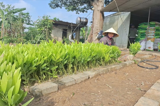Nghệ An: Dự kiến hoàn thành 9.500 ha trồng rừng vụ Xuân trong tháng 4