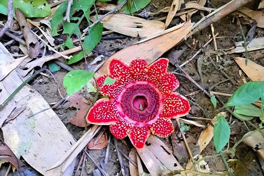 Loài hoa quý hiếm Địa nhãn Himalaya được phát hiện trong rừng Phong Nha - Kẻ Bàng