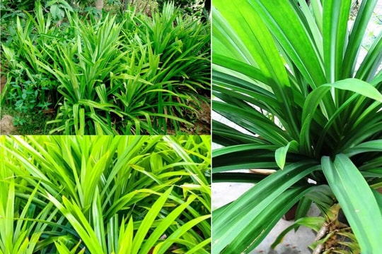Cách trồng cây lá dứa đơn giản tại nhà