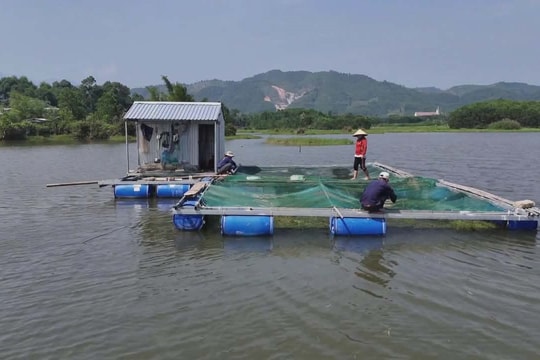 Hộ đồng bào DTTS  A Lưới tìm hướng thoát nghèo từ nuôi cá lồng trên sông giáp biên