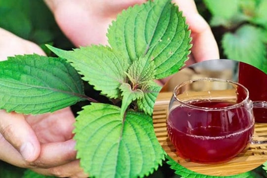 Bài thuốc hay từ lá tía tô nấu với gừng