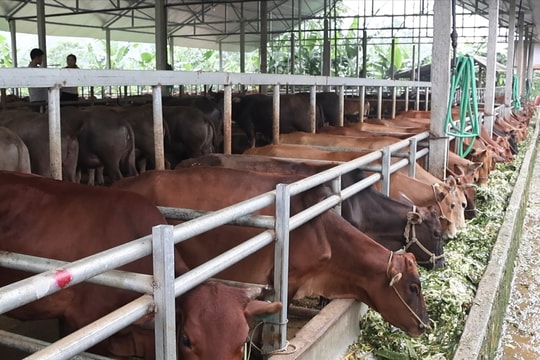 Nuôi trâu bán công nghiệp một nông dân kiếm được tiền tỉ