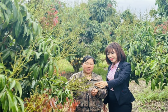 Tín dụng chính sách – trụ cột an sinh, động lực phát triển bền vững tại Đắk Lắk