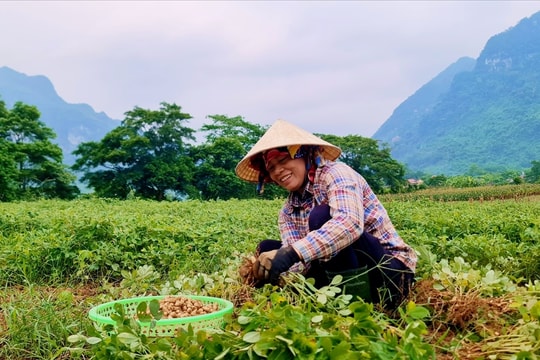 Xã biên giới Trường Sơn xuất khẩu lạc rang sang Úc