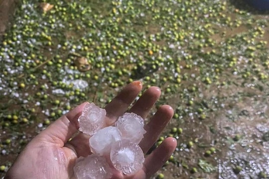 Hàng trăm ha mận, táo ở Sơn La hư hại sau trận mưa đá