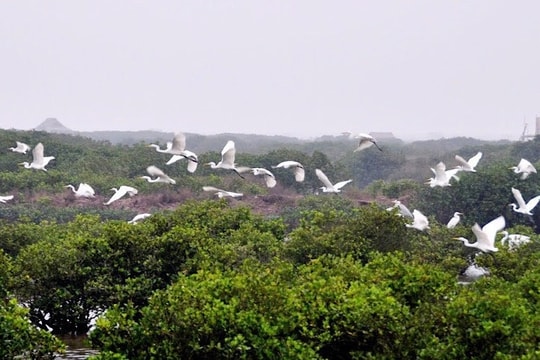 Nơi "hẹn hò" của những đàn chim di cư