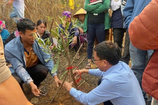 Nậm Kè hình thành vùng sản xuất tập trung cho đồng bào DTTS từ cà phê, mắc ca