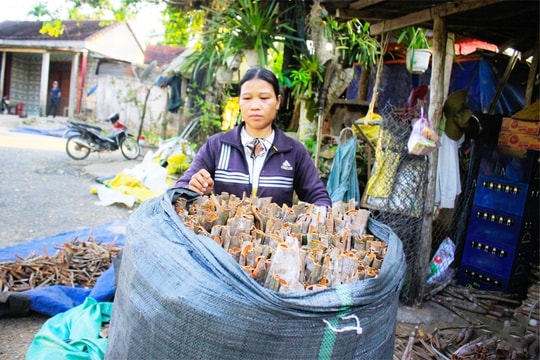Quế rớt giá, đồng bào Co kém vui trong mùa thu hoạch chính