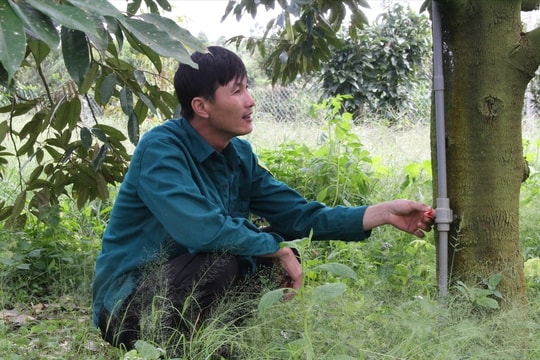 Thất thường giá nhiên liệu, nông dân Tây Nguyên có cách giữ sinh kế