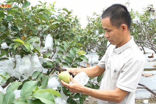 Cây ổi Hoành Bồ đã trở thành cây trồng chủ lực của người dân địa phương