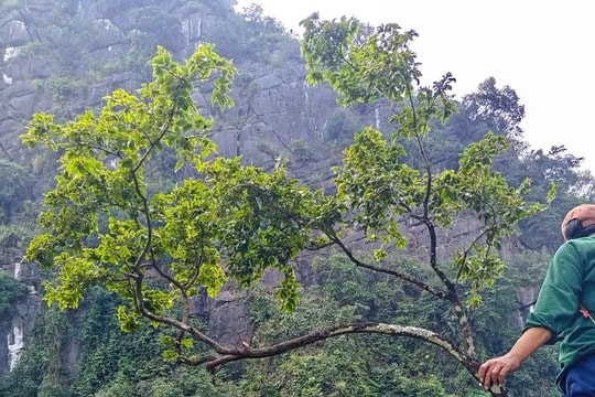 Thanh Hóa: Dẹp “cơn sốt” cây muội hồng