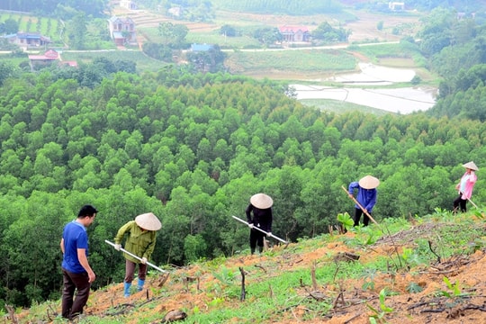 Gần 1.900 tỷ đồng hỗ trợ 6 tỉnh phía Bắc phát triển rừng bền vững