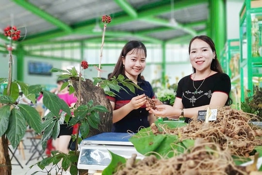 Đà Nẵng sẽ tổ chức không gian trải nghiệm Sâm Ngọc Linh tại chợ đêm