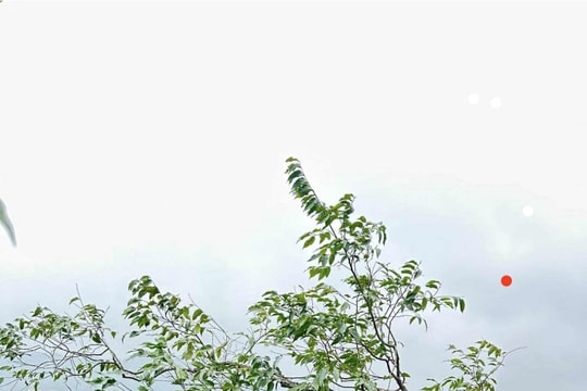 Siết chặt kiểm soát khai thác cây Muội hồng