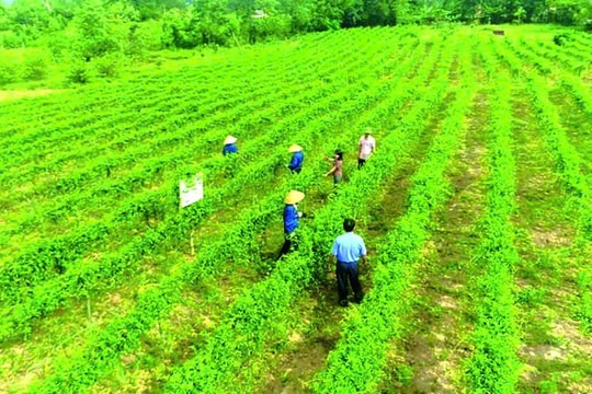 Khai thác "sức hút" từ phát triển dược liệu gắn với du lịch nghỉ dưỡng, chăm sóc sức khỏe