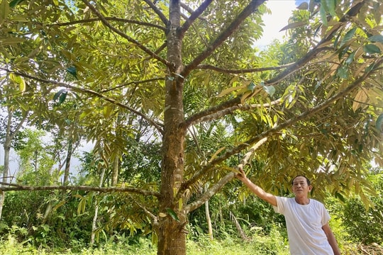 Nông dân vùng cao Đà Nẵng "bước qua lối mòn" tiếp cận với mô hình sinh kế mới