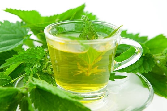 Cây tầm ma - Bí quyết chữa bệnh có từ thời xa xưa