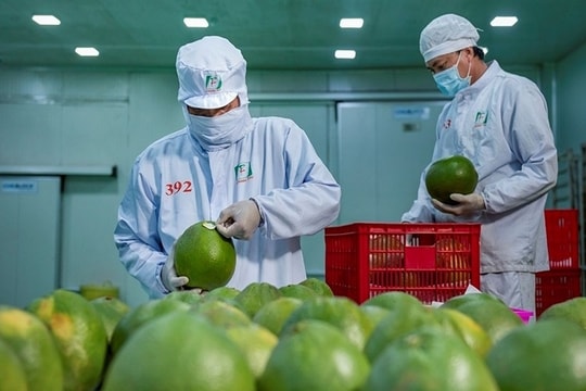 Tin vui cho nông dân Việt Nam khi Trung Quốc chính thức mở cửa xuất khẩu bưởi và chanh