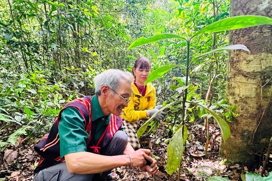 Người Ba Na sử dụng "lộc rừng"