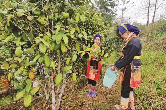 Tri thức chữa bệnh bằng cây thuốc - Di sản văn hóa cộng đồng