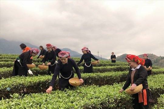 Đến cuối năm 2025, tỷ lệ hộ nghèo của tỉnh Lào Cai giảm còn 5,5%