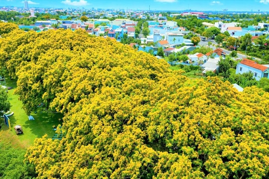 Say đắm sắc hoa sưa trên phố phường Đà Nẵng
