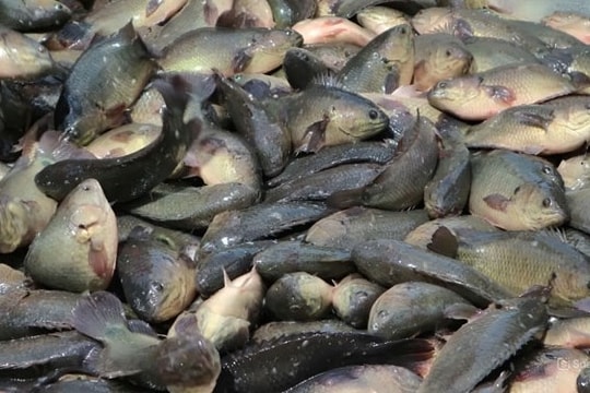 Hướng dẫn kỹ thuật nuôi cá rô đồng thương phẩm