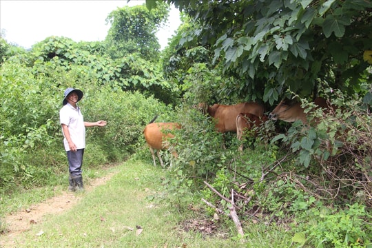 Đà Nẵng thành lập Ban Chỉ đạo các Chương trình mục tiêu quốc gia