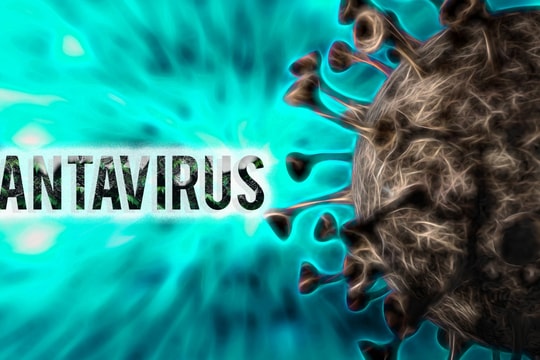 Virus Hanta là gì? Bộ Y tế cảnh báo nguy cơ lây nhiễm từ chuột