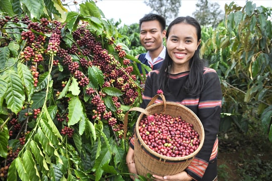 Chìa khóa đánh thức du lịch từ "vàng nâu" trên cao nguyên