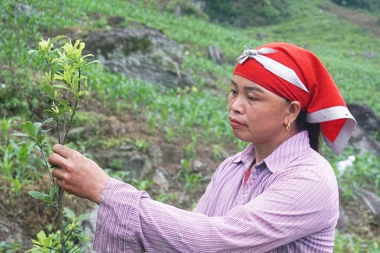 Chính sách dân tộc tạo lực đẩy để vùng cao chuyển mình