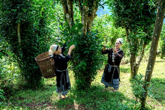 Tuyên Quang: Thúc đẩy phát triển nông nghiệp hữu cơ bền vững
