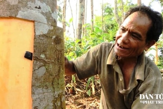 Định hình mới cho cây Quế Trà Leng