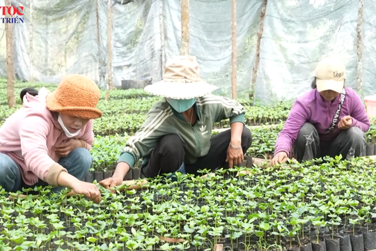 Cùng đồng bào Xơ Đăng "ươm mầm xanh", phát triển cây trồng bền vững
