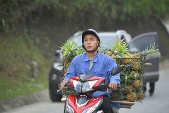 Cây dứa hợp đất, phát triển hiệu quả ở xã vùng cao Na Sang