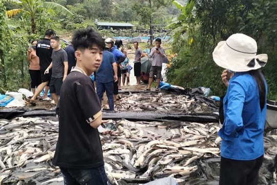 Hàng chục tấn cá tầm ở vùng cao Quảng Tân bị lũ cuốn trôi