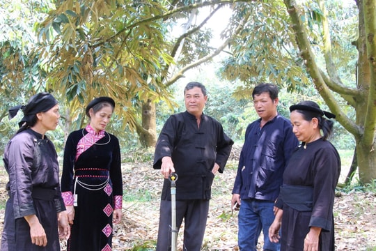 Thí điểm ứng dụng công nghệ với sầu riêng