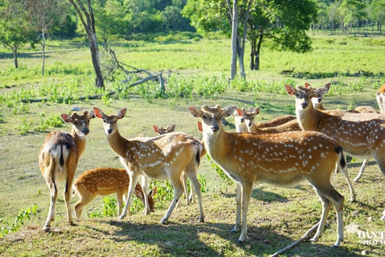 “Trạm chữa lành” của loài hươu sao