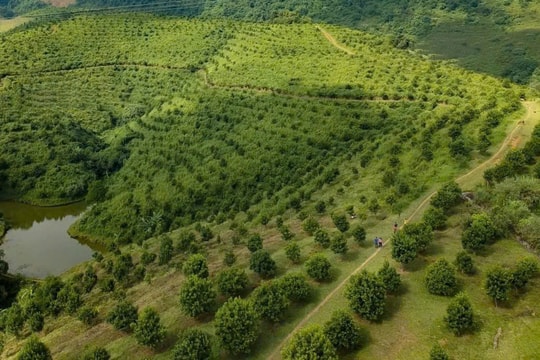 Cây trồng thử nghiệm đang hiện thực giấc mơ “thủ phủ mắc ca” ở vùng đất lịch sử