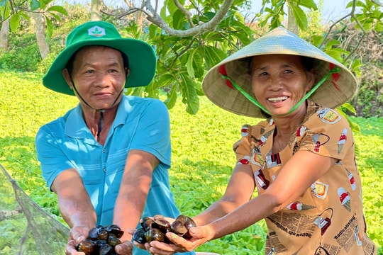 Nông dân cải thiện thu nhập nhờ nuôi ốc "siêu đẻ"