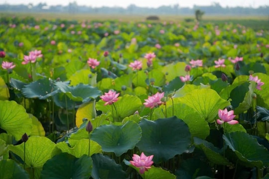 Trải nghiệm các sản phẩm truyền thống làm từ sen Huế