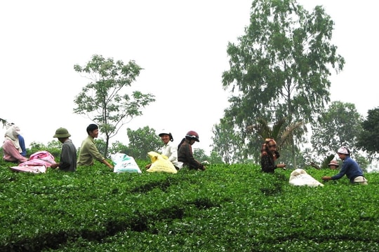 Giảm nghèo bền vững vùng đồng bào DTTS và miền núi: Ưu tiên 3 lớp đầu tư