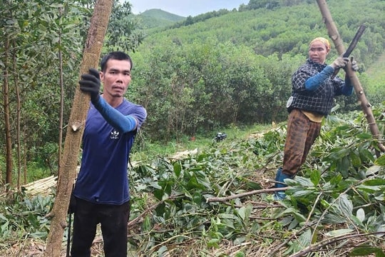 Gần 48.500 ha rừng ở Thanh Hóa được cấp chứng chỉ FSC