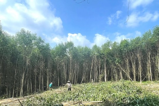 Thu hàng trăm tỷ từ đất đồi