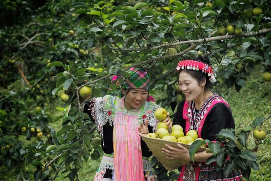 Từ mùa lê chín, Hồ Thầu có thêm sinh kế cho đồng bào