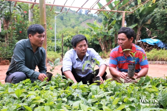 Đồng bào Xơ Đăng ở Đăk Tờ Kan có thu nhập ổn định nhờ trồng cà phê