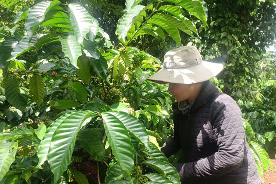 "Trợ lực" thúc đẩy giảm nghèo vùng đồng bào DTTS