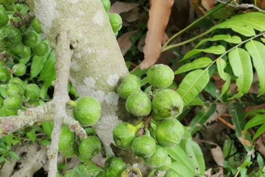 Cây ngái – Vị thuốc dân gian quý trong nhiều bài thuốc chữa bệnh