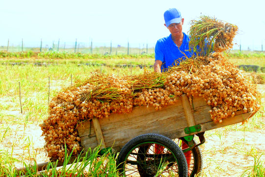 Tỏi Lý Sơn "kể chuyện" du lịch